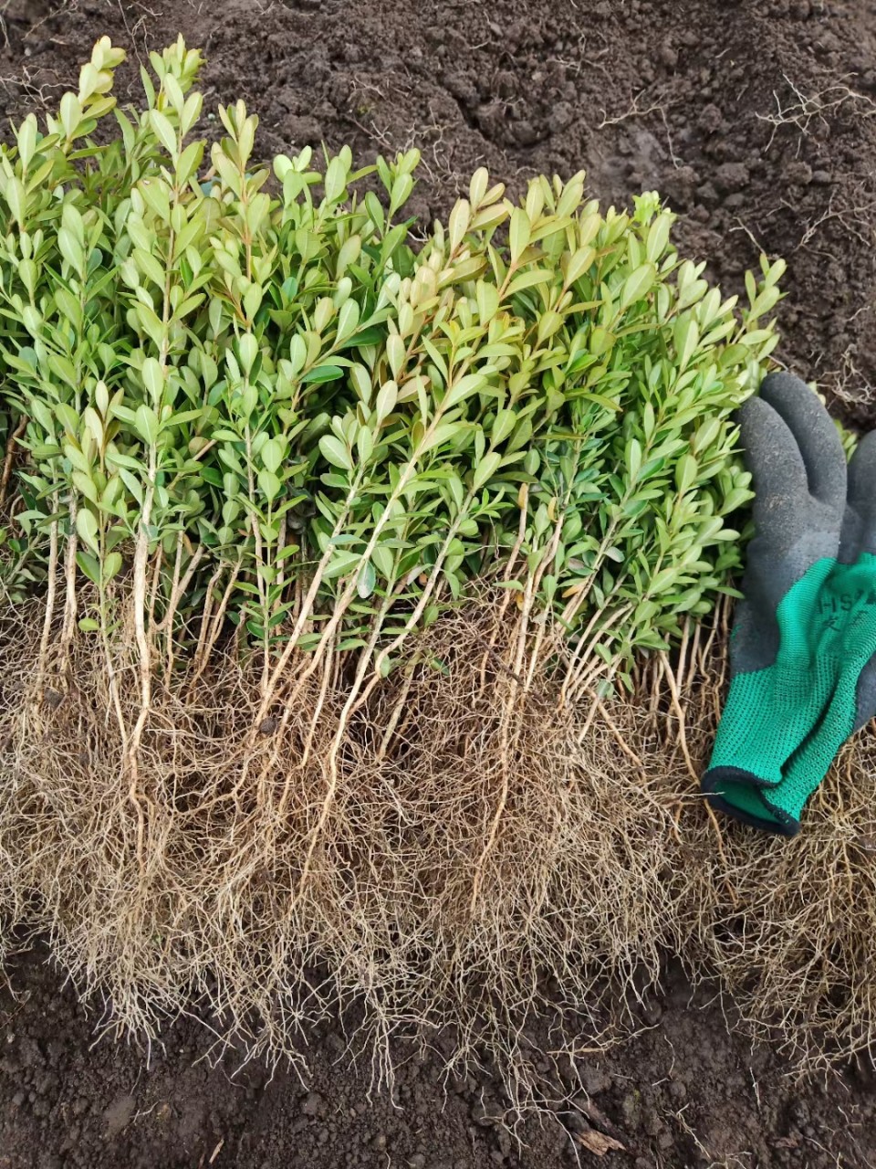 朝鲜小叶黄杨苗树苗黄杨球小叶瓜子黄杨小苗四季常青庭院绿