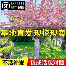 日本樱花树苗木庭院南北方种植盆栽大绿化风景树苗室外花卉早晚樱