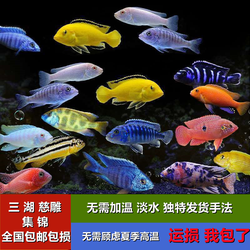 短雕三湖慈鲷鱼杂鲷慈鲷鱼苗非洲王子小型热带观赏鱼淡水好养耐活