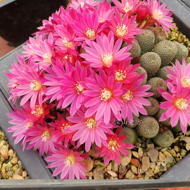 开花仙人球宝山属雪丽山粉色阳台绿砂香格里拉红姑娘趣味盆栽多肉