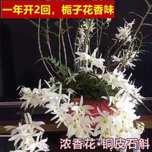 铜皮石斛兰香型铁皮盆栽球花鼓槌天宫球花金钗叠鞘石斛兰花卉绿植