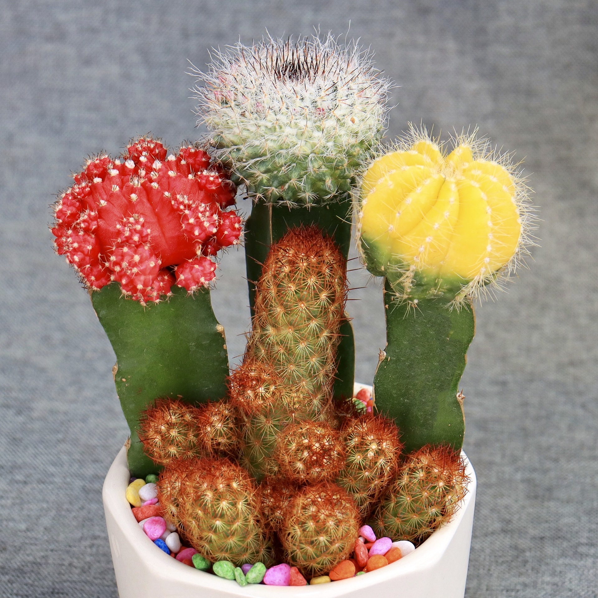 彩色仙人球三色球好养开花组合盆栽自然颜色仙人掌漳州基地批发