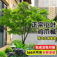 原生小叶鸡爪槭树苗红枫大树鸡爪枫树庭院风景树四季常青绿化苗木