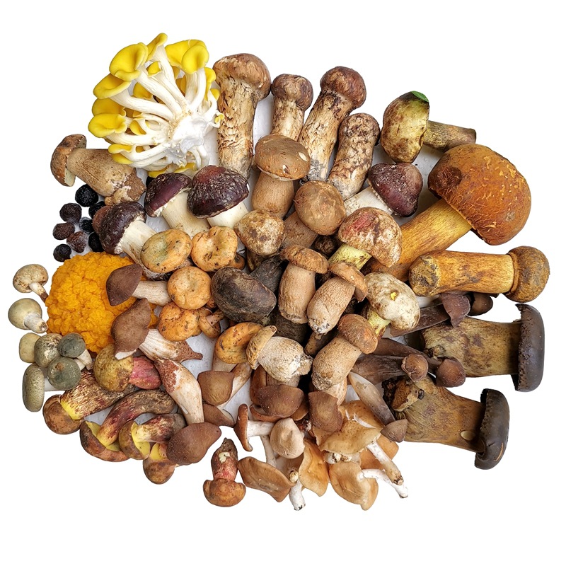 新鲜野生杂菌组合 两斤装松露见手青松茸红菇鸡枞珊瑚青头牛肝菌
