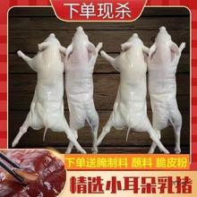 顺丰冷链现杀速冻烤乳猪冰鲜小猪新鲜小乳猪烤乳猪酒店宴会整只发