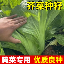 芥菜种籽大全四川大叶青菜包心酸菜冬天四季阳台盆栽蔬菜种子种孑