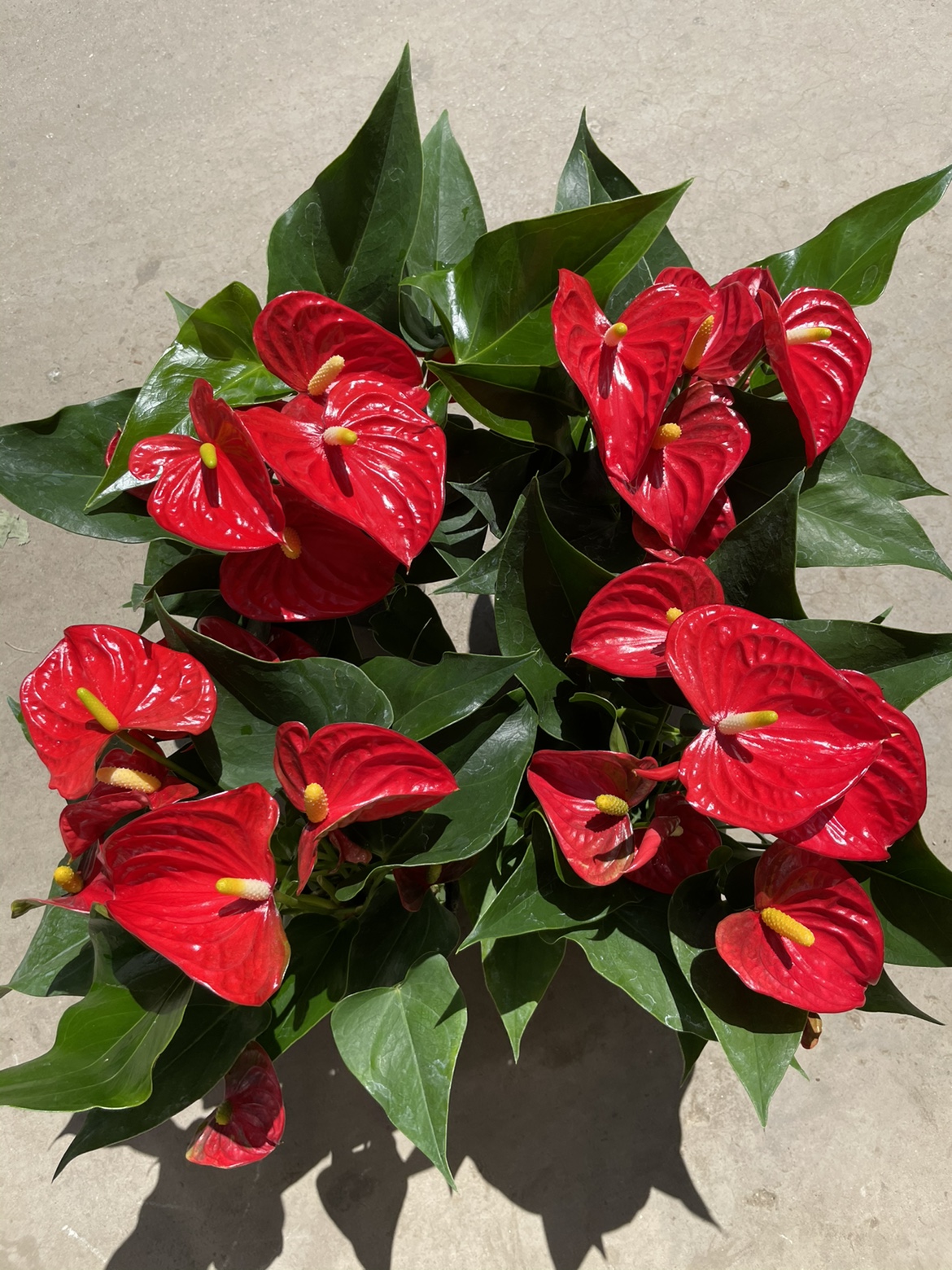 红掌一帆风顺水培土培绿植防辐射除甲醛客厅办公室四季开花卉盆栽