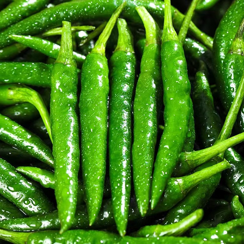 特辣新鲜青米椒超辣青椒青椒朝天椒剁椒红辣椒辣椒现摘现发青尖椒