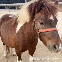 小矮马多少钱一匹儿童骑乘矮马活体矮脚马德保矮马设特兰矮马活物