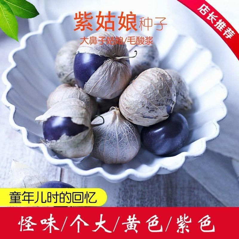 东北大紫姑娘籽大鼻子姑娘种子紫姑娘果水果大紫桃毛酸浆大紫泡种