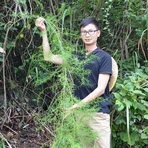 新鲜野生天门冬野生新鲜天冬泡酒天门冬生货中药材500g