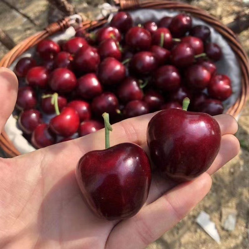 现摘现发5斤顺丰包邮当季智利车里子3斤装新鲜车厘子水果批发