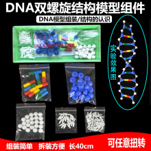 DNA双螺旋结构模型 遗传基因和变异生物高中生物教学仪器实验器材