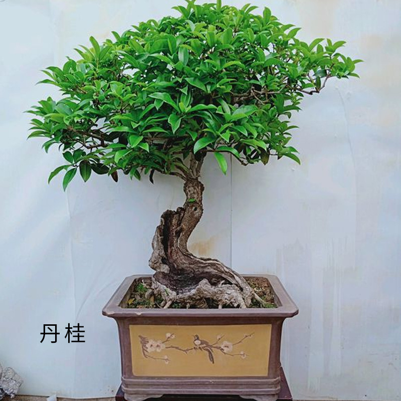 盆景树桩大型树木盆栽金桂花树苗浓香型花苗四季种易活家养植物盆