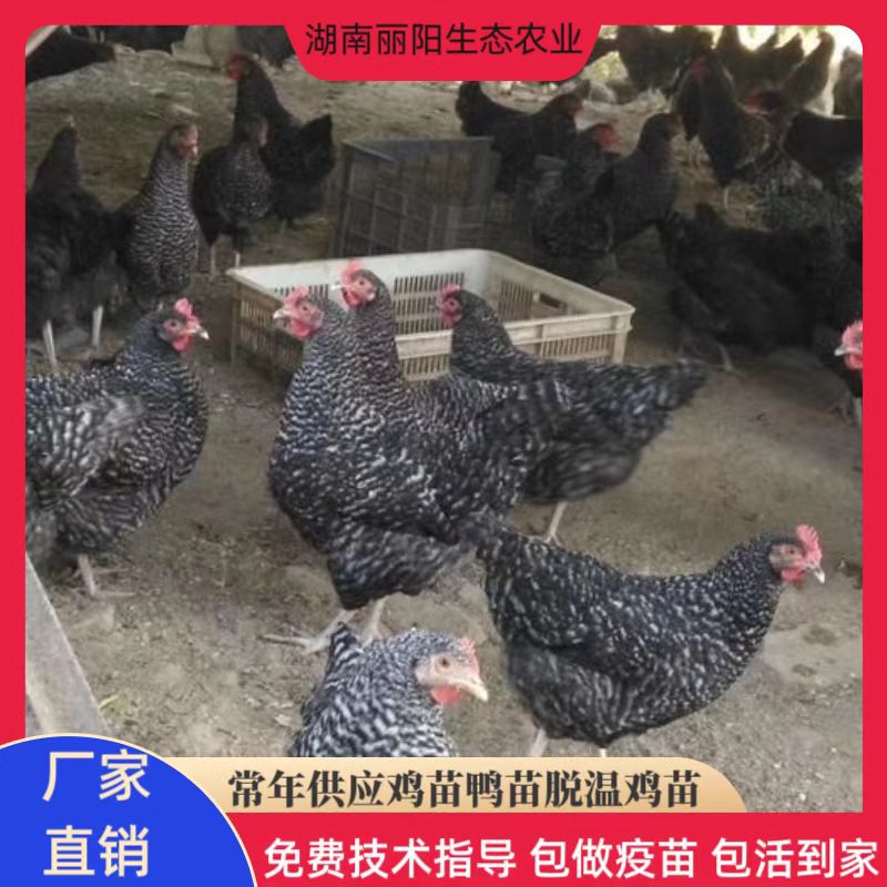 黑芦花鸡苗孵化场供应一日龄小鸡仔毛毛鸡另有绿壳蛋鸡苗黄土鸡苗