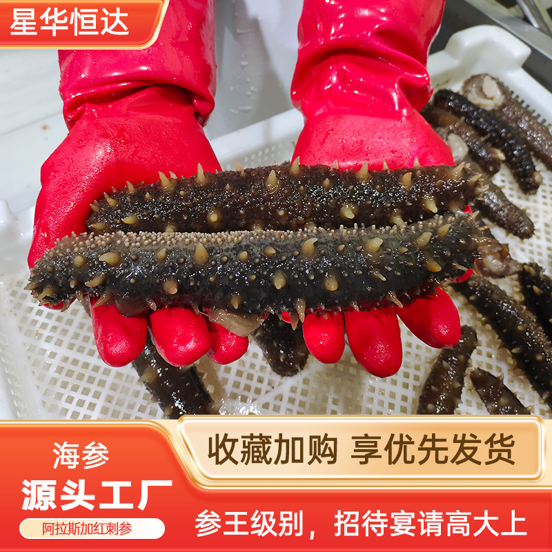 野生加拿大红刺参顺丰包邮现货批发进口去内脏美国红刺即食海参