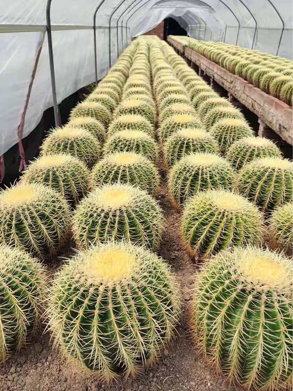 盆栽球形多肉植物8装金虎仙人球仙人掌沙生植物花卉基地发货