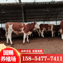 贵州哪里有卖牛的 卖小牛什么地区多，改良肉牛犊西门塔尔牛牛犊