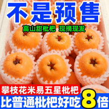 【米易枇杷】四川攀枝花米易枇杷当季新鲜超甜大枇杷水果包邮