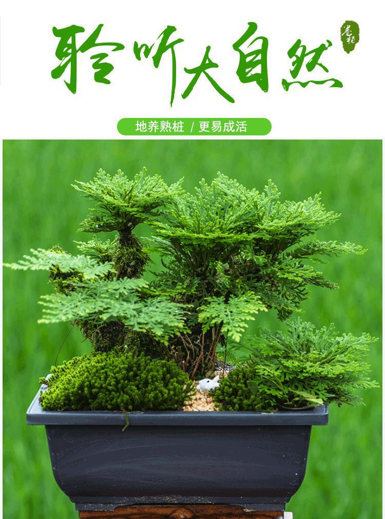 卷柏九死还魂草金钱菖蒲苔藓办公室桌面微小四季常青盆景盆栽包邮