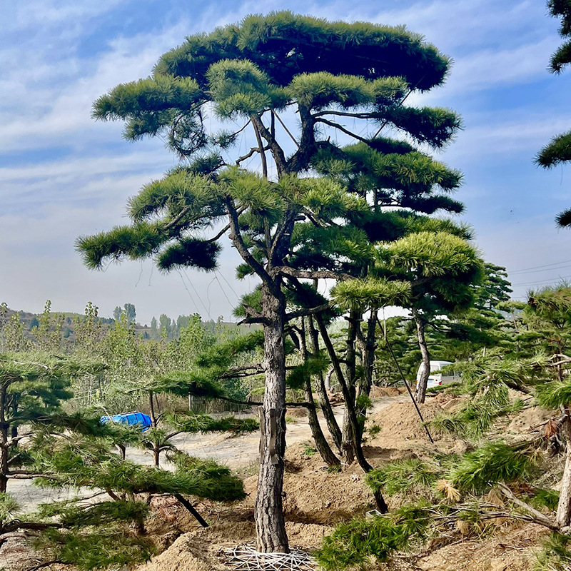 山东厂家造型黑松 基地园林湿地绿化景观松 黑松迎客松