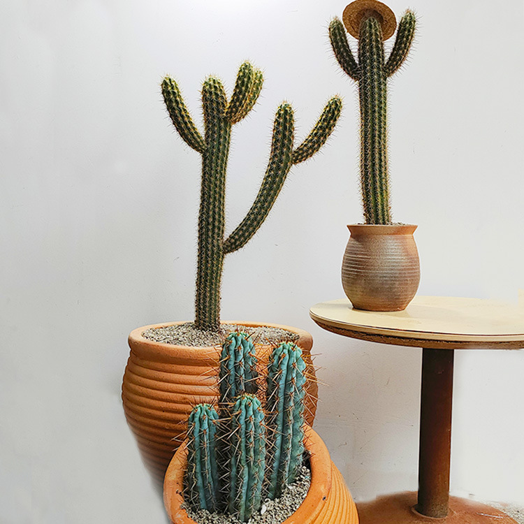 多浆植物景观青衣柱别名豪状龙秋衣柱分叉1.5米 沙生植物漳州批发