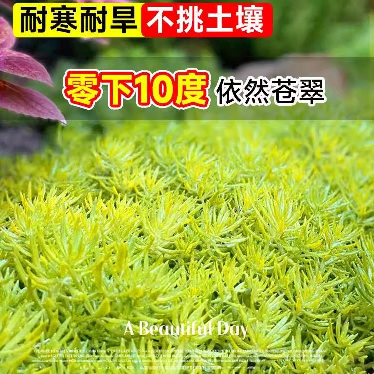 黄金佛甲草地被方盘四季常绿耐热庭院耐寒绿化植物耐踩踏园林绿植