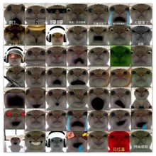63张魔性发疯猫猫头表情包搞怪日常手机壳贴画聊天斗图神器素材