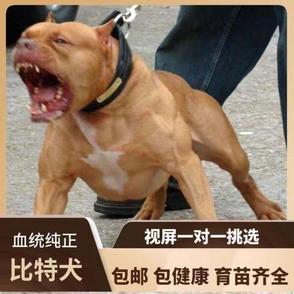 出售纯种比特犬活体黑色咖啡色比特幼犬斗狗比特犬狩猎犬-阿里巴巴