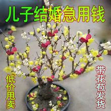 【浓香型带花苞】腊梅红梅庭院阳台盆栽室内室外耐寒冬季开花包邮