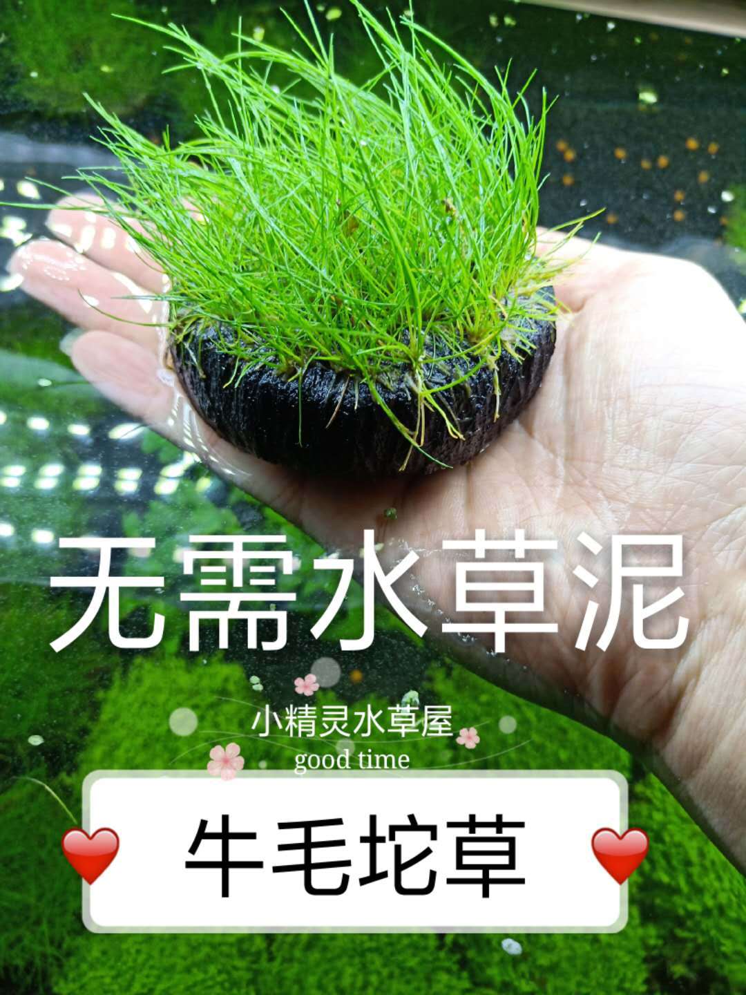迷你牛毛盒前景水草有茎类鱼缸生态造景水草草场直批7cm*15cm-报价