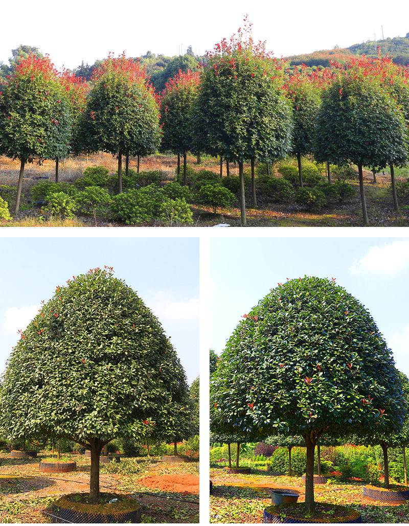 绿化高杆红叶石楠树风景树园林苗木行道球苗小苗小毛球石楠柱批发