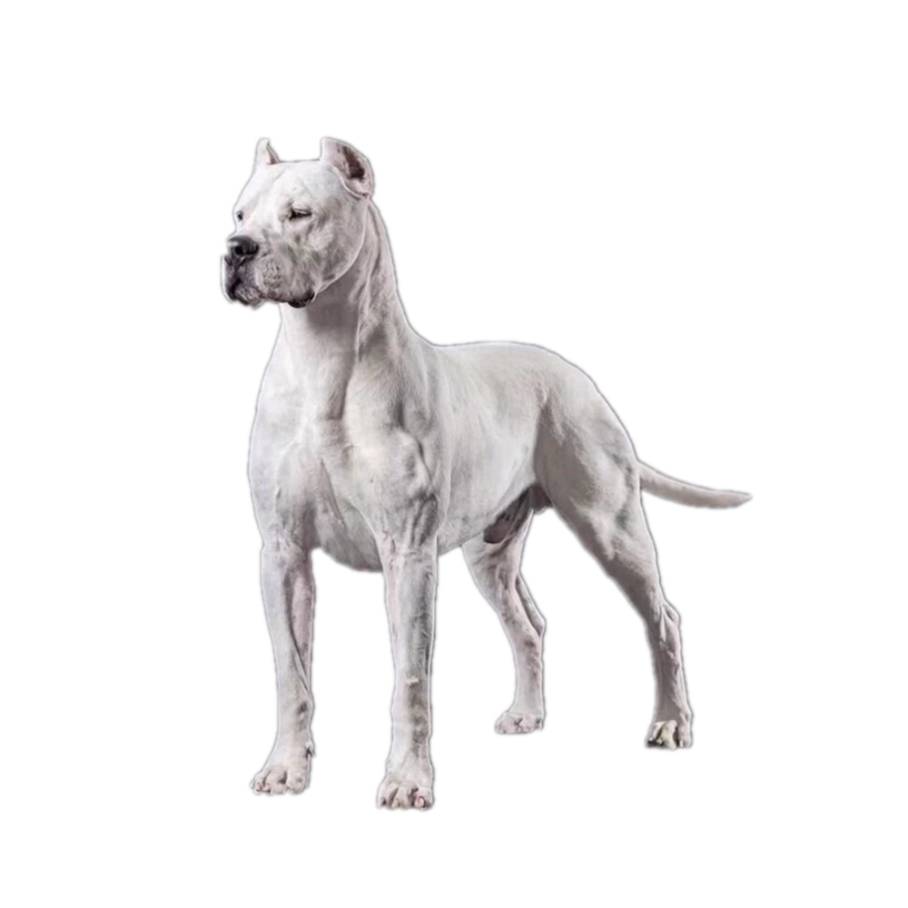 出售阿根廷杜高犬幼犬活 体杜高狗狗大头版大骨架打野猪杜高猛犬