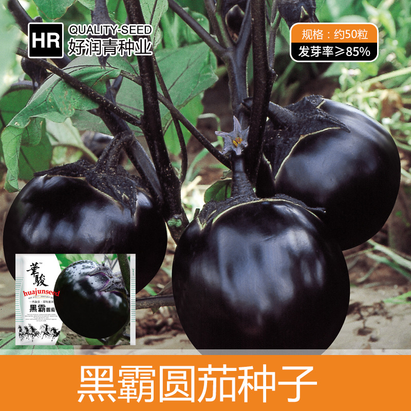 黑霸圆茄种子二苠茄黑色圆茄子种籽紫黑色快圆茄春季黑又亮菜籽种