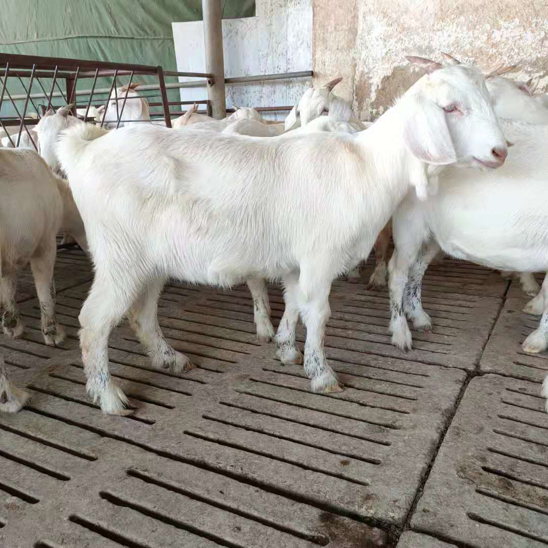 批发白山羊羊波尔山羊羔活体小羊苗提供技术