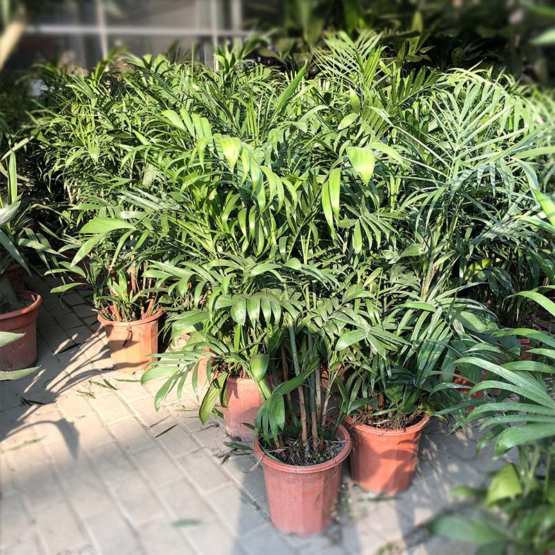 夏威夷椰子盆栽 竹茎玲珑椰子 竹榈竹节椰子 雪佛里椰子 花卉绿植