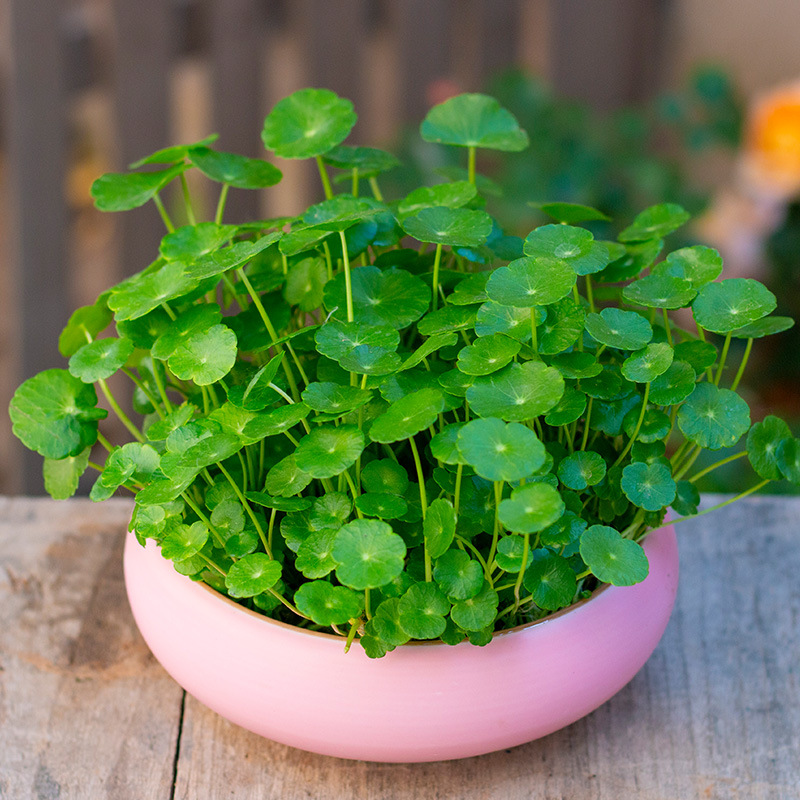 铜钱草带叶子水培植物水养金钱草盆栽室内桌面四季发财花卉可土培