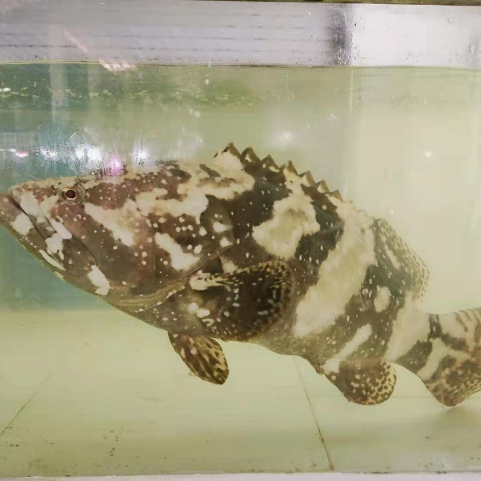 广西北海深海捕捞鲜活龙胆石斑鱼珍珠斑鲜活速冻