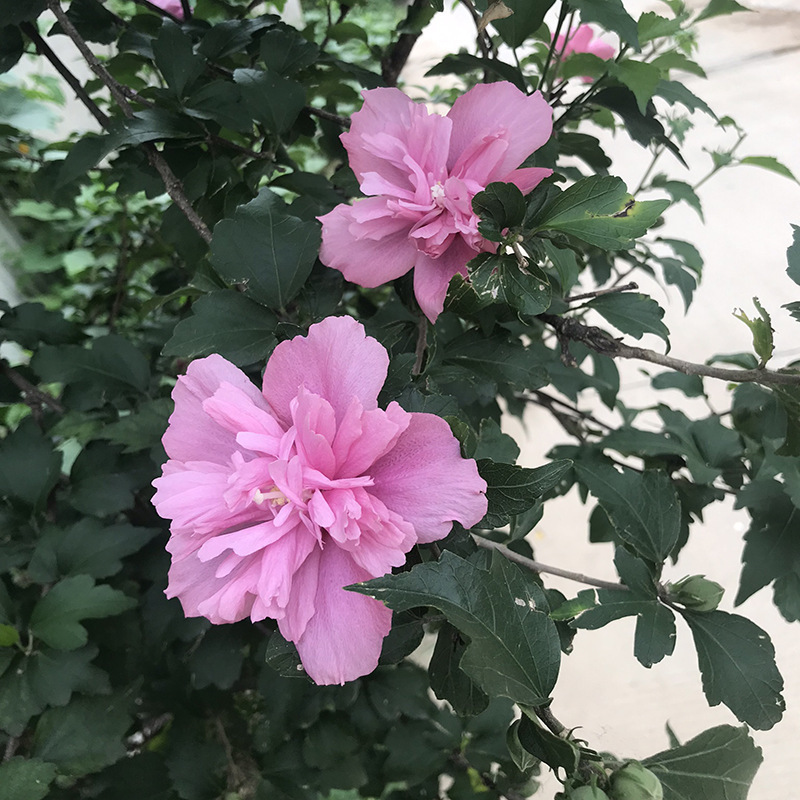 木槿花树重瓣木槿花苗庭院四季种植耐寒耐阴植物工程绿化苗-阿里巴巴