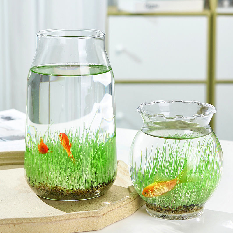 居家diy创意生态小鱼缸玻璃花瓶透明水培植物盆栽水草四季微景观