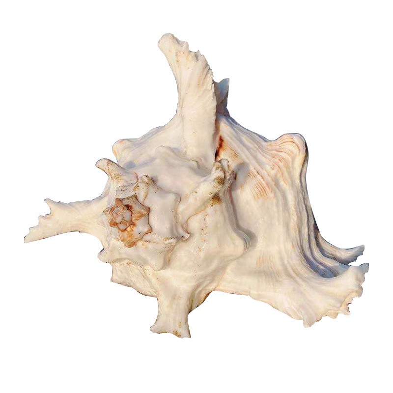 厂家批发 多种样式可选 麒麟螺 欢迎来电选购