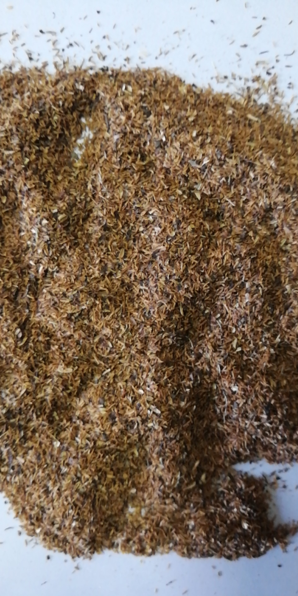 珍珠梅种子珍珠梅珍珠梅花蕾白亮如珠