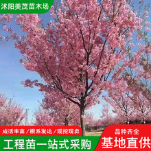 日本樱花苗批发工程绿化花木庭院观赏室内盆栽红叶樱花树樱花小苗