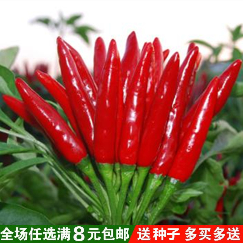 蔬菜种子 辣椒种子 红色朝天椒小米椒种子 阳台种菜盆栽蔬菜籽花