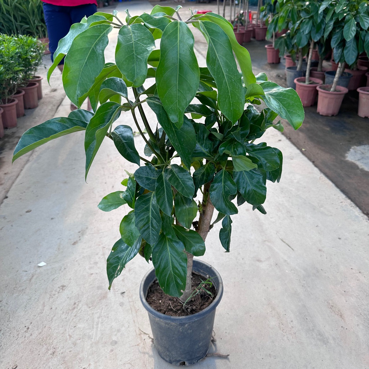 基地直供 大叶伞保罗盆栽 高颜值室内绿植网红ins新宠落地盆栽