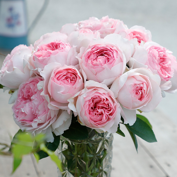 伊芙卡隆月季-伊芙卡隆月季厂家,品牌,图片,热帖-阿里巴巴