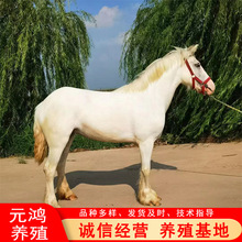 哪里有卖马的 四川景区游客骑乘拍照大马 能骑得普通马多少钱一匹