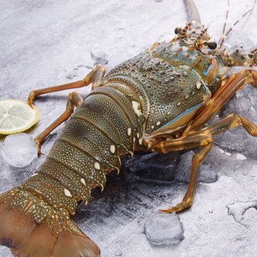 小青龙虾活冻急冻青龙仔超大肉多冷冻新鲜青龙虾鲜冻