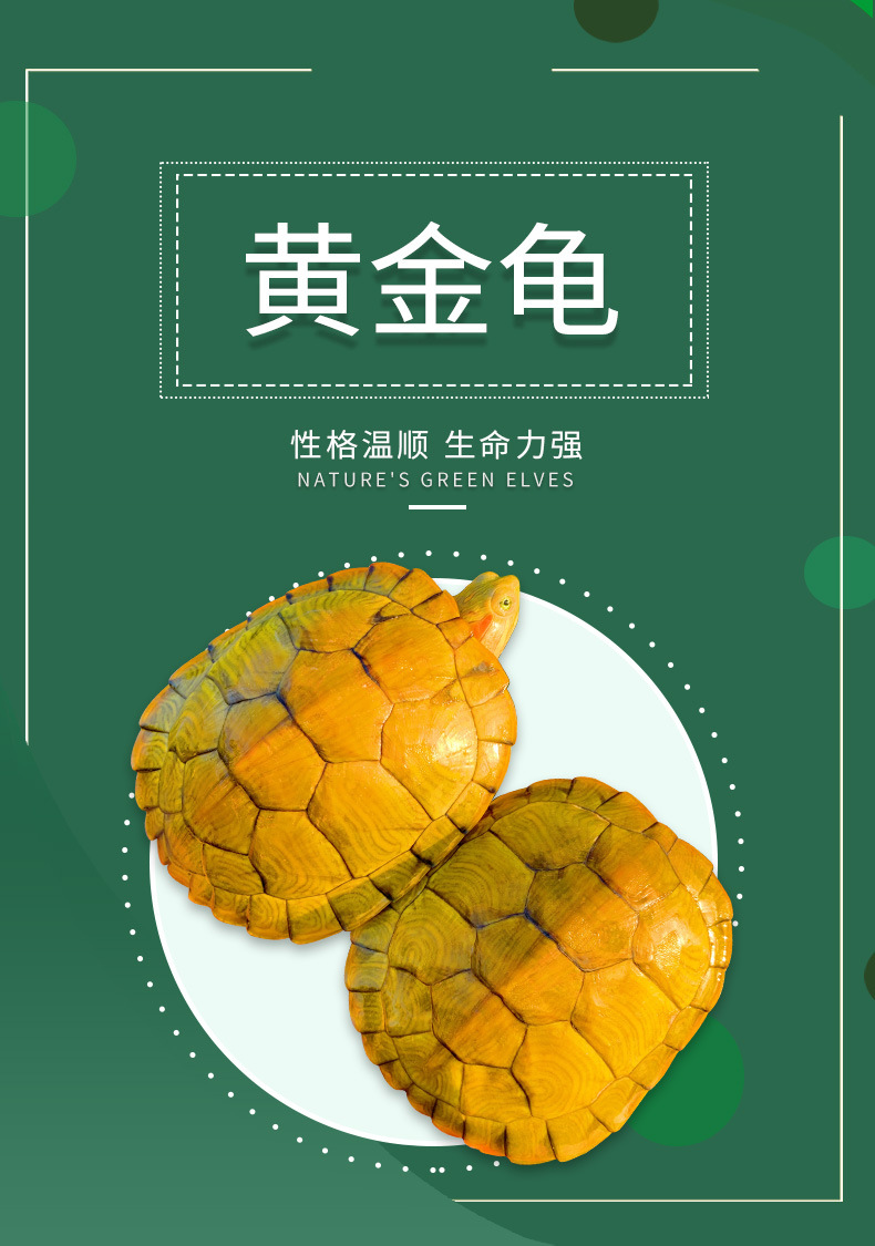 黄金龟招财龟稀有乌龟活体情侣龟观赏水龟小宠物龟金龟直销批发