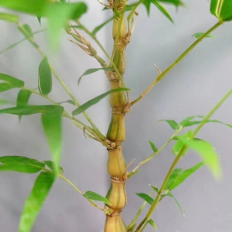 黄金竹金丝佛肚竹带紫砂盆栽室内玄关客厅绿植弥勒佛大肚子好养活